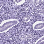 Immunohistochemical staining of human endometrium shows low expression as expected.