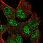 Immunofluorescent staining of human cell line SH-SY5Y shows localization to nucleoplasm.