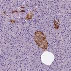 Anti-TSPAN7 Antibody