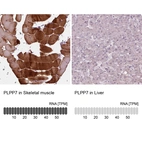 Anti-PLPP7 Antibody