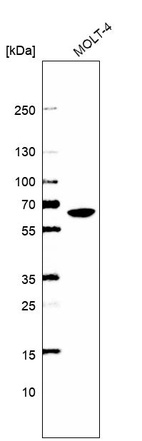 Anti-WDR1 Antibody