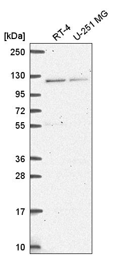 Anti-HERC4 Antibody