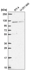Anti-HERC4 Antibody