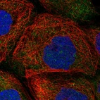 Immunofluorescent staining of human cell line A-431 shows localization to nucleoli fibrillar center & cytosol.