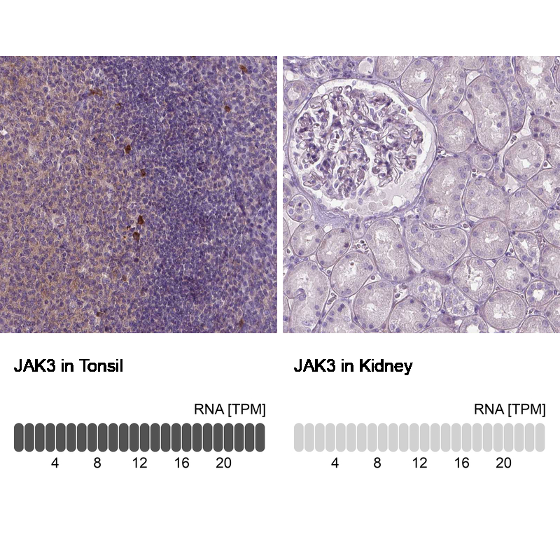 Anti-JAK3 Antibody