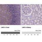 Anti-JAK3 Antibody