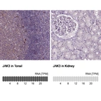 Anti-JAK3 Antibody
