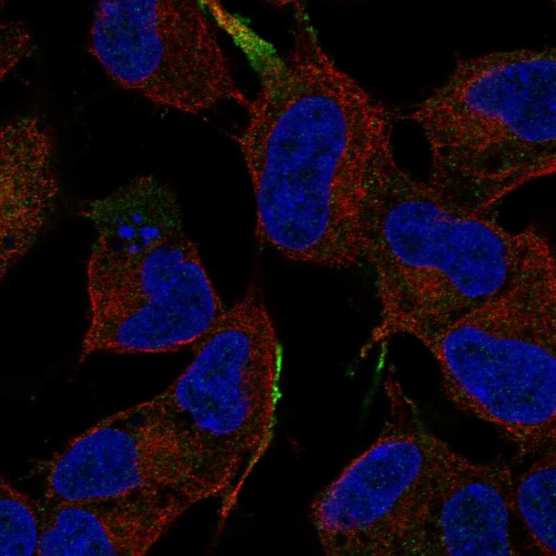 Anti-MAPK8IP1 Antibody