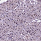 Immunohistochemical staining of human pancreas shows low expression as expected.