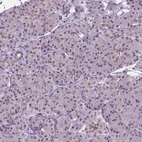 Immunohistochemical staining of human pancreas shows low expression as expected.
