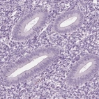 Immunohistochemical staining of human endometrium shows low expression as expected.