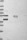 Anti-HSPBP1 Antibody