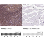 Anti-INPP5D Antibody