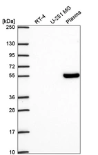Anti-TCF7 Antibody