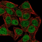 Immunofluorescent staining of human cell line Hep G2 shows localization to nucleoplasm.