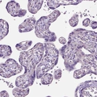 Immunohistochemical staining of human placenta shows no cytoplasmic positivity in trophoblastic cells as expected.