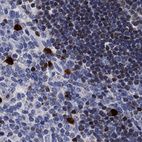 Immunohistochemical staining of human thymus shows nuclear positivity in medullary and cortical cells.
