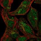 Immunofluorescent staining of human cell line Hep G2 shows localization to nucleoplasm, cytosol & the Golgi apparatus.