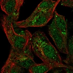 Immunofluorescent staining of human cell line Hep G2 shows localization to nucleoplasm, cytosol & the Golgi apparatus.