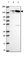 Anti-SPECC1L Antibody