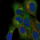 Immunofluorescent staining of human cell line HAP1 shows localization to endoplasmic reticulum & the Golgi apparatus.