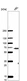 Anti-CCDC82 Antibody