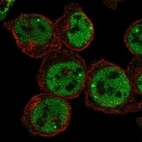 Immunofluorescent staining of human cell line HEL shows localization to nucleoplasm & nuclear bodies.