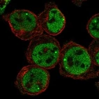 Immunofluorescent staining of human cell line HEL shows localization to nucleoplasm & nuclear bodies.