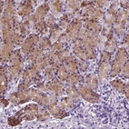 Anti-HMCN2 Antibody