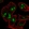Anti-NIN Antibody