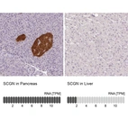 Anti-SCGN Antibody