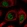 Anti-RBM25 Antibody