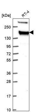 Anti-TJP2 Antibody