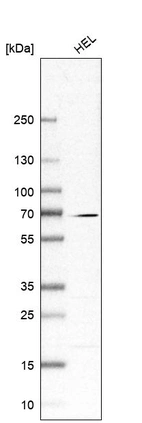 Anti-CKAP2L Antibody