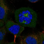 Immunofluorescent staining of human cell line A-431 shows localization to cytosol & mitotic spindle.
