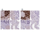 Immunohistochemical staining of human adrenal gland, kidney, lower gastrointestinal and testis using Anti-DBH antibody HPA070789 (A) shows similar protein distribution across tissues to independent antibody HPA002130 (B).