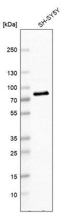 Western blot analysis in human cell line SH-SY5Y.