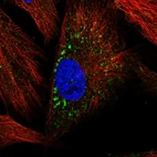 Immunofluorescent staining of human cell line BJ shows localization to vesicles.