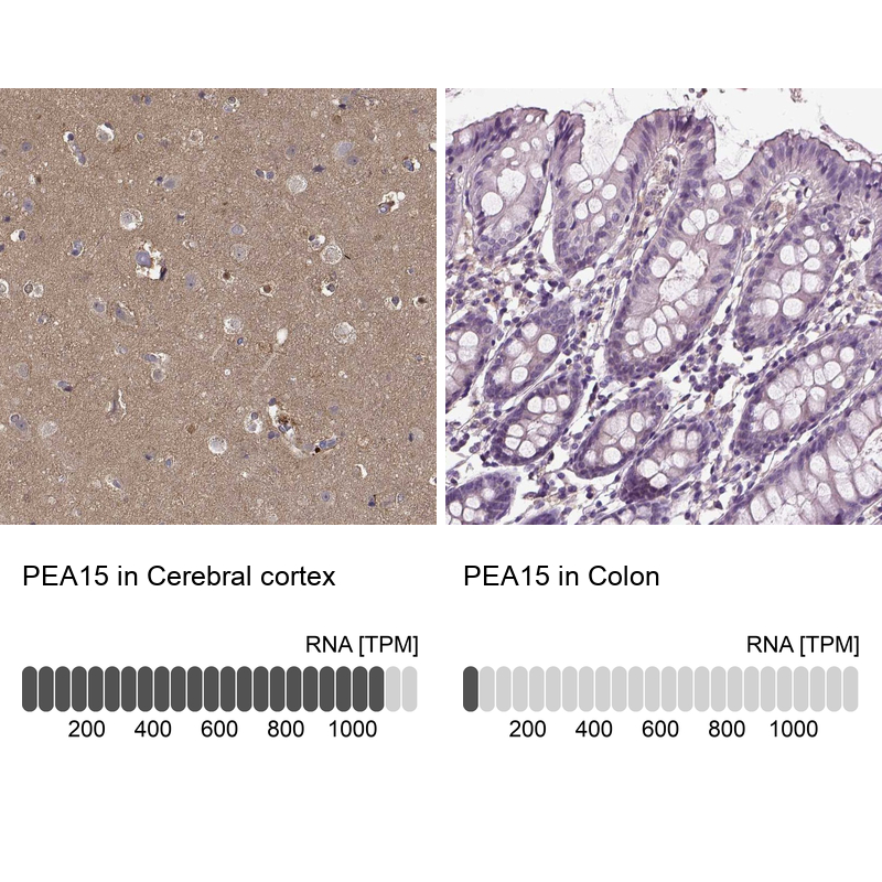 Anti-PEA15 Antibody