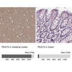 Anti-PEA15 Antibody