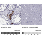 Anti-MGARP Antibody
