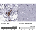 Anti-MGARP Antibody