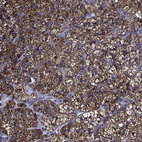 Immunohistochemical staining of human adrenal gland shows strong cytoplasmic granular positivity in glandular cells.