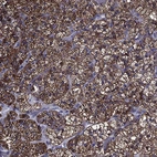 Immunohistochemical staining of human adrenal gland shows strong cytoplasmic granular positivity in glandular cells.