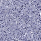 Immunohistochemical staining of human pancreas shows no positivity in exocrine glandular cells as expected.