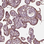 Immunohistochemical staining of human placenta shows moderate cytoplasmic positivity in trophoblastic cells.