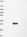 Anti-LMO2 Antibody