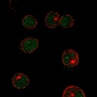 Immunofluorescent staining of human cell line HEL shows localization to nucleoplasm.