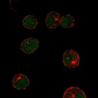 Immunofluorescent staining of human cell line HEL shows localization to nucleoplasm.