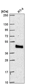 Anti-MTMR9 Antibody